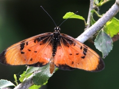 Natal Acrea (Acrea natalia).