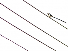 Dominikaneränka (Vidua macroura, Pin-tailed Whydah) lägger upp till 20 ägg i flera andra fåglars bo likt göken, oftast hos Helenaastrild.