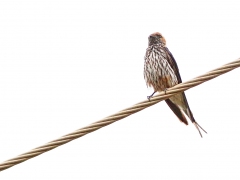 Mindre strimsvala (Hirundo abyssinica, Lesser Striped Swallow).