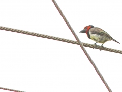 Svartkragad barbett (Lybius torquatus, Black-collared Barbet).