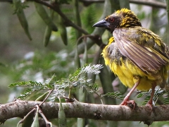 Byvävare (Ploceus cucullatus,  Village Weaver).