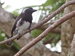 Vitörad barbett (Stactolaema leucotis, White-eared Barbet) vid polen.