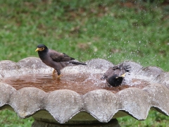 Brun majna (Acridotheres tristis, Common Myna) i hotellets fågelbad.