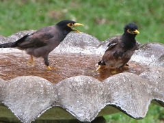 Brun majna (Acridotheres tristis, Common Myna) i hotellets fågelbad.