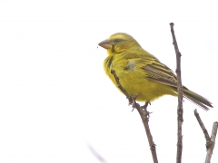 Svavelsiska (Crithagra sulphuratus, Brimstone Canary).