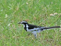 Brokärla (Motacilla aguimp, African Pied Wagtail).