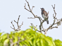 Vitörad barbett (Stactolaema leucotis, White-eared Barbet).