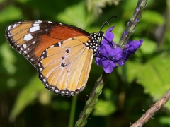 Afrikansk monark (Danaus chrysippus, African Monarch).