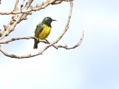 Halsbandssolfågel (Hedydipna collaris, Collared Sunbird).