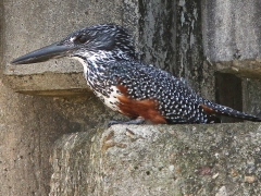 Jättekungsfiskare (Megaceryle maximus, Giant Kingfisher).  Gör skäl för namnet. Vår egen svenska kungsfiskare blir som mest 19,5 cm lång, medan den här kan bli 45 cm.