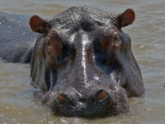 Flodhäst (Hippopotamus amphibius, Hippopotamus).