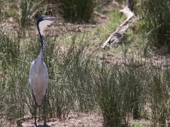 Svarthuvad häger, hane (Ardea melanocephala, Blackheade Heron).