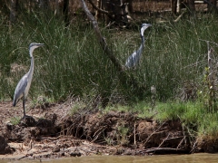Svarthuvad häger, par (Ardea melanocephala, Blackheade Heron).