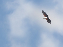 Afrikansk skrikhavsörn ( (Haliaeetus vocifer, African Fish-Eagle).