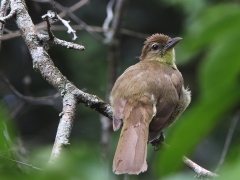 Gulbukig grönbulbyl (Chlorocichla flaviventris, Yellow-bellied Greenbul).   " Gulmagad grönbulle" var ett förslag till svensk namn jag hittade på nätet!