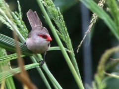 Helenaastrild (Estrilda astrild, Common Waxbill).