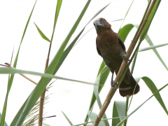 Tjocknäbbad vävare, hane (Amblyospiza, albifrons, Thick-billed Weaver).