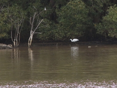 Jättekungsfiskare (Megaceryle maximus, Giant Kingfisher och silkeshäger(Egretta garzetta, Little Egret) .