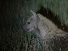 Hyena (Hyaena brunnea, Spotted, Hyaena). På jakt.