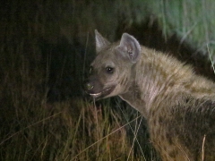 Hyena (Hyaena brunnea, Spotted, Hyaena). På jakt.
