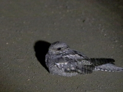 Bantunattskärra (Camprimulgus fossii, Square-tailed Nightjar.