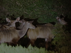 Större kudu (Tragelaphus strepsicero,  Kudu).