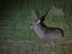 Större kudu (Tragelaphus strepsicero,  Kudu).