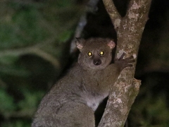 Bushbaby ((Otolemur crassicaudatus) en nattaktiv krabat som fått sitt namn för att den skriker likt ett människobarn.