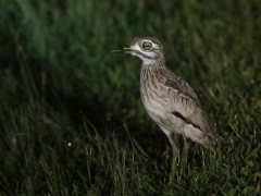 Vattentjockfot (Burhinus vermiculatus, Water Thick-knee).