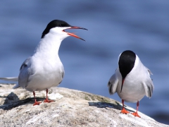 Fisktärna (Sterna hirundo, Common Tern) S. Bergundasjön, Växjö, Sm.