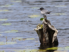 Svarttärna (Chlidonias niger, Black Tern) Hercullesdammarna, Åhus, Sk.