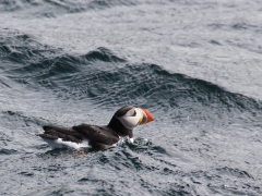 Lunnefågel (Fratercula arctica, Atlantic Puffin) Bleik, Norway.