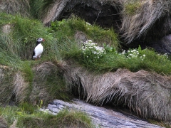 Lunnefågel (Fratercula arctica, Atlantic Puffin) Bleik, Norway.