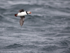 Lunnefågel (Fratercula arctica, Atlantic Puffin) Bleik, Norway.