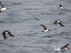 Lunnefågel (Fratercula arctica, Atlantic Puffin) Bleik, Norway.