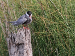 Skägggtärna (Chlidonias hybrida, Whiskered Tern) Kalloni, Lesvos, Greece.