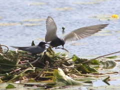 Svarttärna (Chlidonias niger, Black Tern) Herculesdammarna, Åhus, Sk.