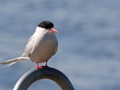 Silvertärna (Sterna paradisaea, Arctic Tern) Senoren, Bl.