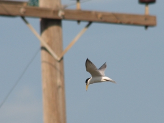 Småtärna (Sternula albifrons, Little Tern) Kalloni, Lesvos, Greece.