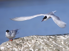 Fisktärna (Sterna hirundo, Common Tern) S. Bergundasjön, Växjö, Sm.