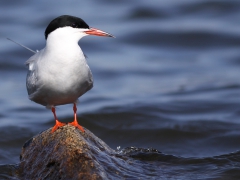 Fisktärna (Sterna hirundo, Common Tern) S. Bergundasjön, Växjö, Sm.