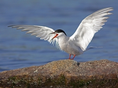 Fisktärna (Sterna hirundo, Common Tern) S. Bergundasjön, Växjö, Sm.