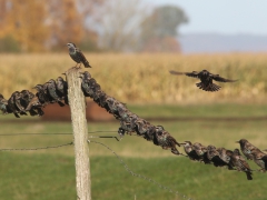 Stare (Sturnus vulgaris, Common Starling) Vanneberga, Åhus, Sk.