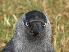 Kaja (Corvus monedula, Western Jackdaw) Södra Udden, Öl.