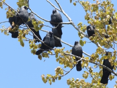 Kaja (Corvus monedula,  Western Jackdaw) Häringetorp, Växjö, Sm.