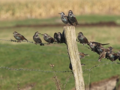 Stare (Sturnus vulgaris, Common Starling) Vanneberga, Åhus, Sk.