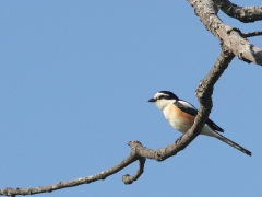 Masktörnskata (Lanius nubicus, Masked Shrike) Lesvos, Greece.