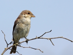 Törnskata,juv (Lanius collurio, Red-backed Shrike)Torhamnsudde, Bl.