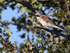 Törnskata, hane (Lanius collurio, Red-backed Shrike) Öl.