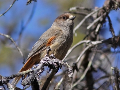 Lavskrika (Perisorius infaustus, Siberian Jay) Kurravaara, Jukkasjärvi, Tlm.